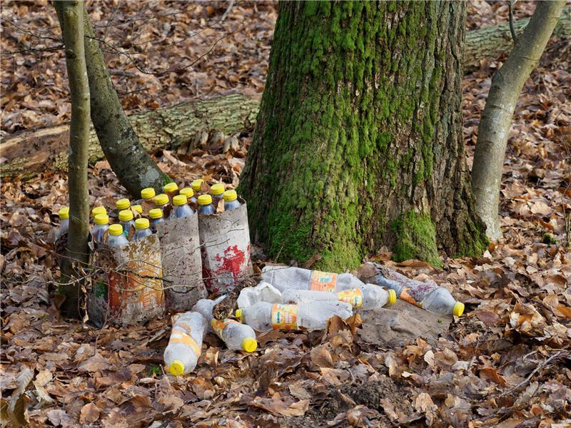 Wälder gefährdet: Illegale Müllentsorgung für Pflanzen problematisch Wälder gefährdet: Illegale Müllentsorgung für Pflanzen problematisch