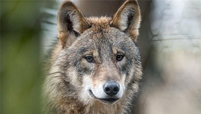 Wolf im Kreis Cuxhaven erschossen – Waren es mehrere Täter?