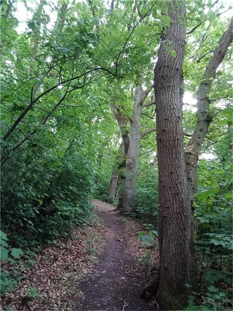 Neu Wulmstofer kämpfen weiter für ihren Waldweg