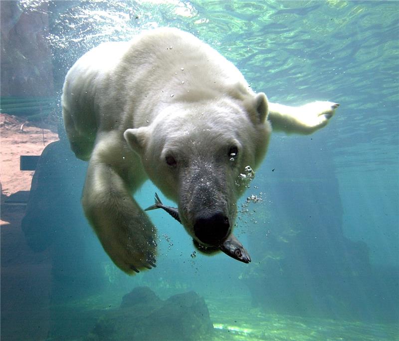 Glücklich auch ohne Vater: So geht es den Eisbären im Zoo Bremerhaven