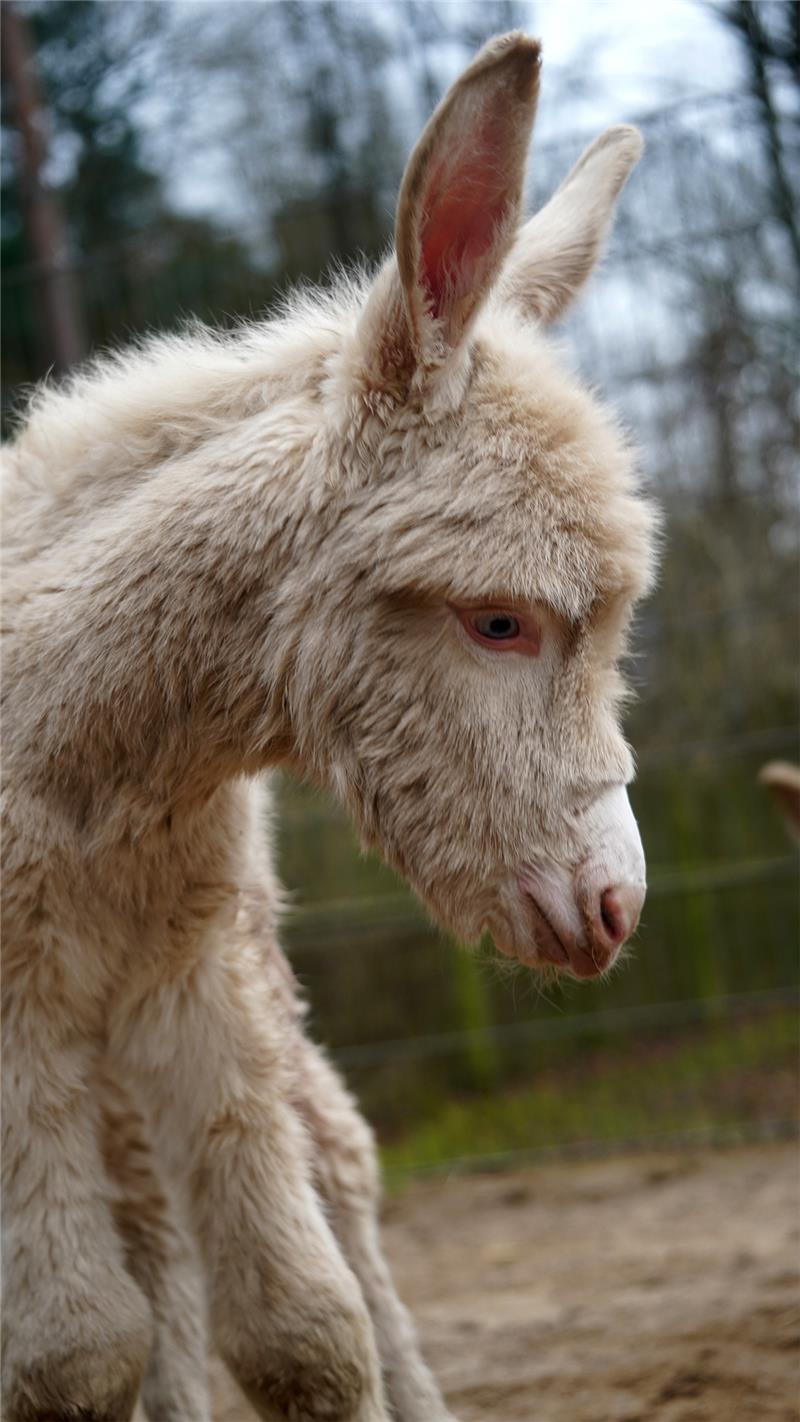 Seltener Barockesel im Wildpark geboren - Weltweit nur 320 Tiere