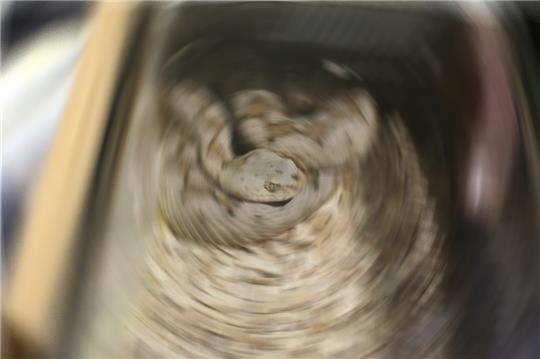 Wo die Schlangen bei Kälte erstarren