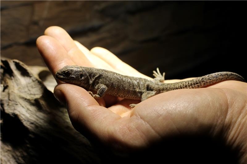 Wo die Schlangen bei Kälte erstarren