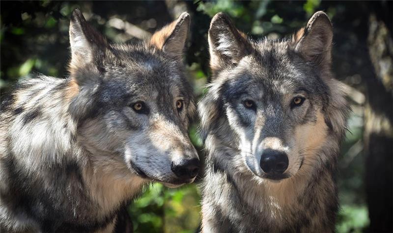 Niedersächsische Landesregierung will Wölfe ins Jagdrecht aufnehmen