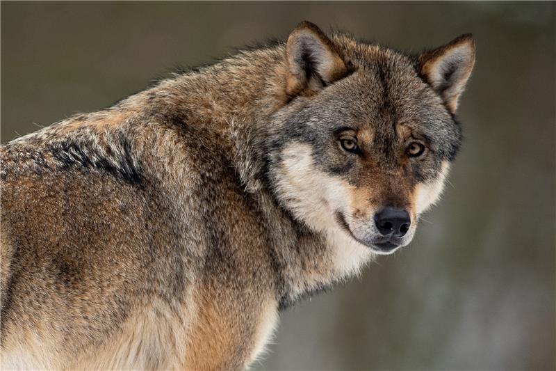 2021 schon mehr tote Wölfe gefunden als im gesamten Vorjahr