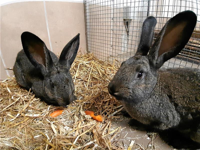 Wieder Tiermarkt auf dem Hof Poppe in Ruschwedel Wieder Tiermarkt auf dem Hof Poppe in Ruschwedel