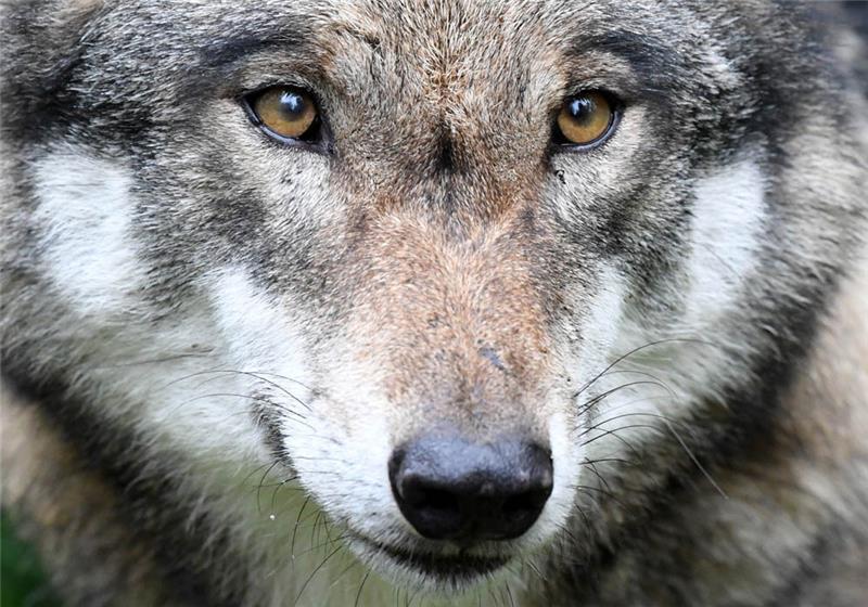 Schwer verletzter Wolf im Kreis Harburg hatte Schusswunde