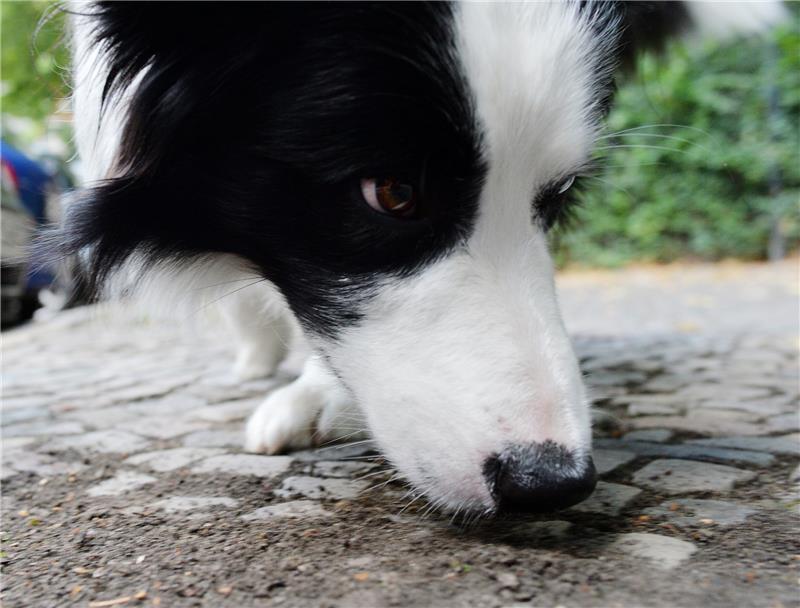 Tierköder in Stade: Polizei warnt Hundebesitzer
