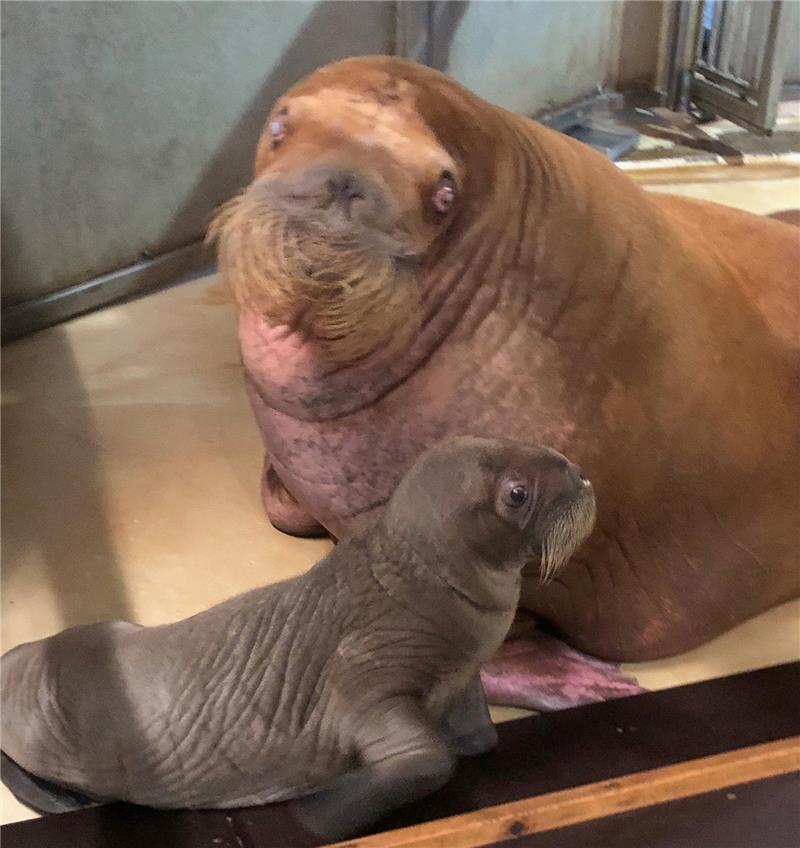 Walross-Junges im Tierpark Hagenbeck gestorben
