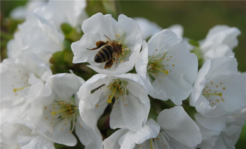 Bienen sind scharf auf die Blüte im Alten Land