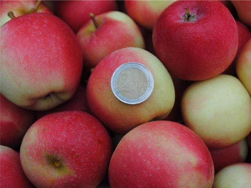 Altländer ernten Mini-Snack-Apfel „Rockit“