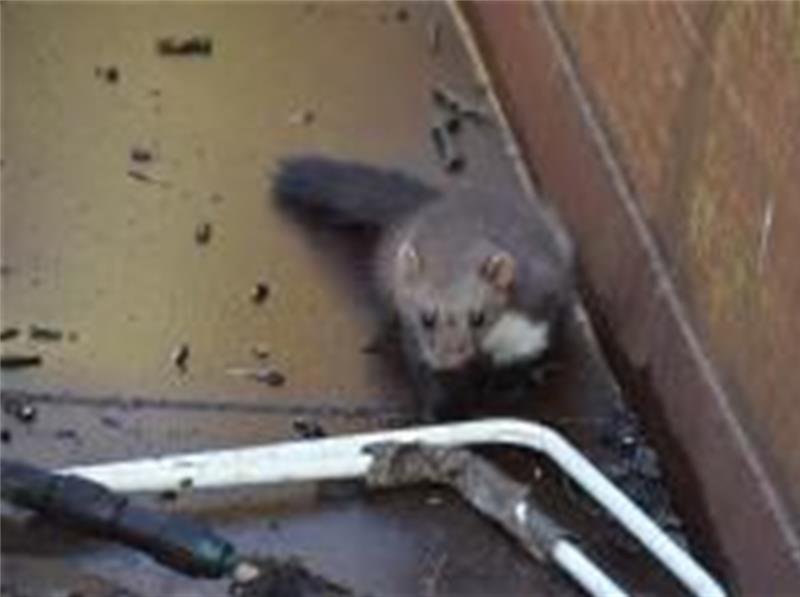 Tierische Lebensrettung in Horneburg