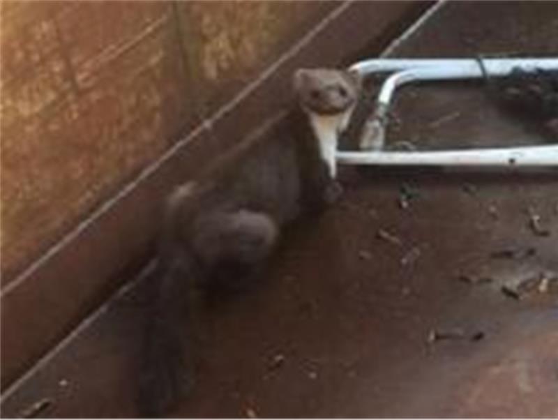 Tierische Lebensrettung in Horneburg