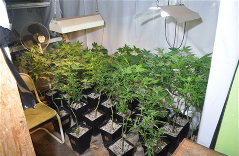 Polizei entdeckt Hanfplantage in Oederquart