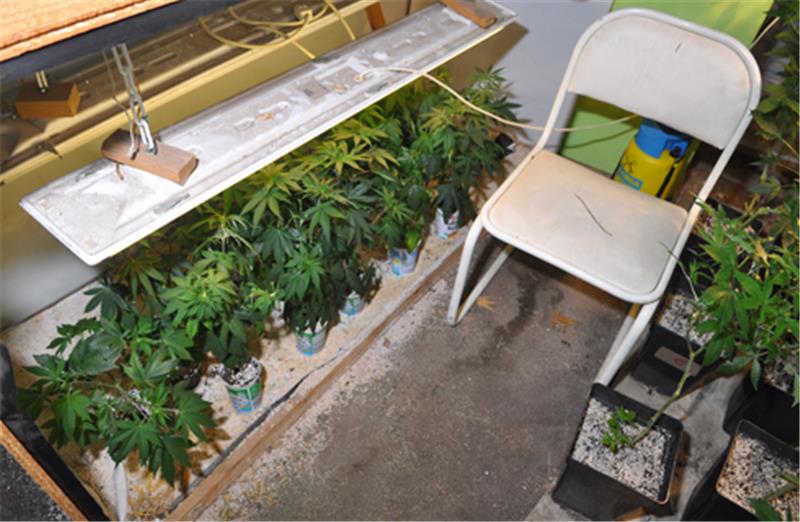 Polizei entdeckt Hanfplantage in Oederquart