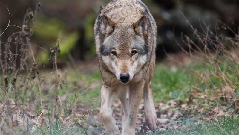 Autofahrerin stößt mit Wolf zusammen – Tier stirbt Autofahrerin stößt mit Wolf zusammen – Tier stirbt