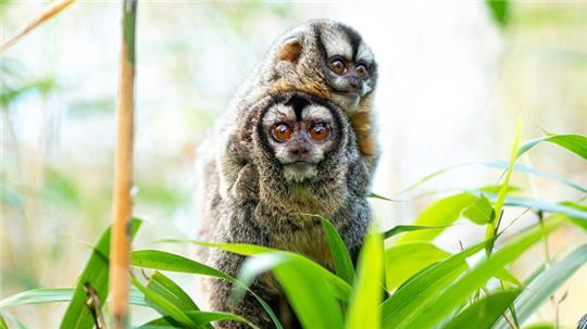 Kindertag mit Tierfütterungen und Rallye im Wingster Waldzoo