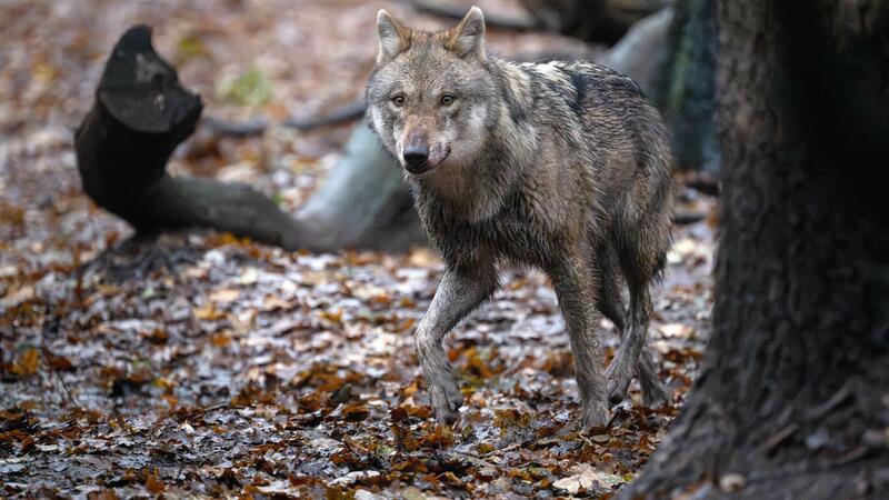 Wolfsabschuss rechtswidrig: So begründet das Oberverwaltungsgericht die Entscheidung 