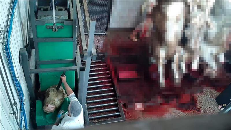 Schlachthof Elsfleth: Keine Belege für Fehlverhalten von Amtstierärzten Schlachthof Elsfleth: Keine Belege für Fehlverhalten von Amtstierärzten