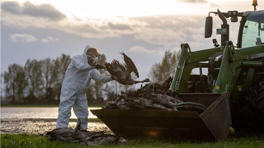 Tödliche Virusinfektion: Vogelgrippe ist im Kreis Stade angekommen Bild aus Brandenburg: Ein Helfer sammelt einen toten Kranich auf und wirft ihn in eine Traktorschaufel. Die auch als Vogelgrippe bezeichnete Geflügelpest ist nun im Landkreis Stade angekommen.