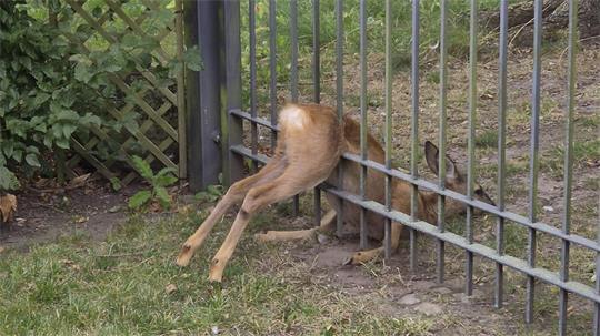 Bild des eingeklemmten Rehkitzes...Foto: