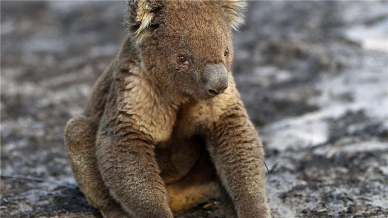 Bilder von Koalas mit angesengten Pfoten gingen um die Welt. (Archivbild)