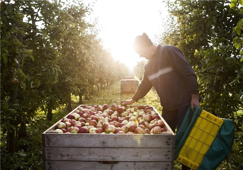 Bildunterschrift: Die Apfelernte und damit die Altländer Apfeltage laden die Besucher ab August ein Quelle: Tourismusverein Altes Land