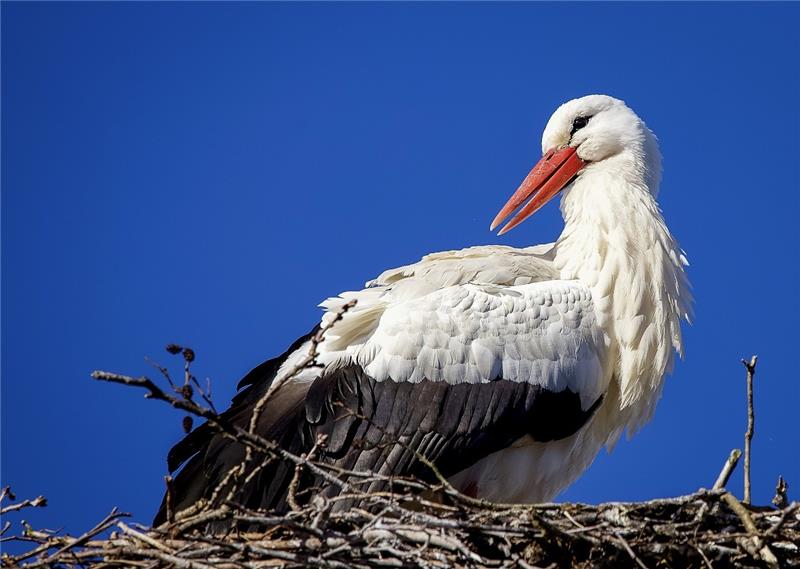 Bildzeile: Frisch eingetroffen: ein Weißstorch in Burweg. Foto: Landkreis Stade / Stefanie Kleingünther