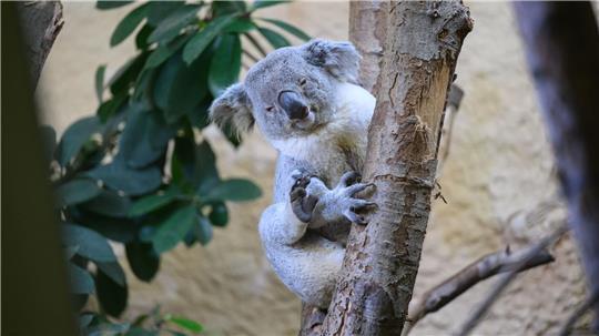 Bin der Neue: Kamaroo klettert im Zoo in Dresden an einem Stamm. Das Koala-Männchen kam gerade aus Duisburg an die Elbe.