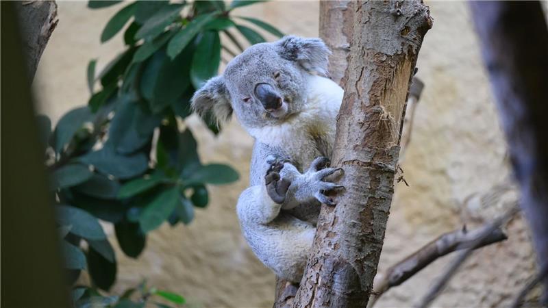 Bin der Neue: Kamaroo klettert im Zoo in Dresden an einem Stamm. Das Koala-Männchen kam gerade aus Duisburg an die Elbe.