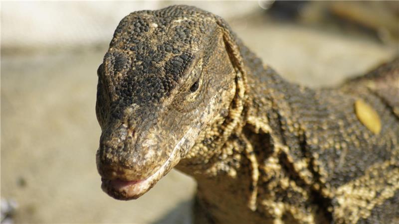 Bindenwarane bevölkern die Erde sei Millionen von Jahren.