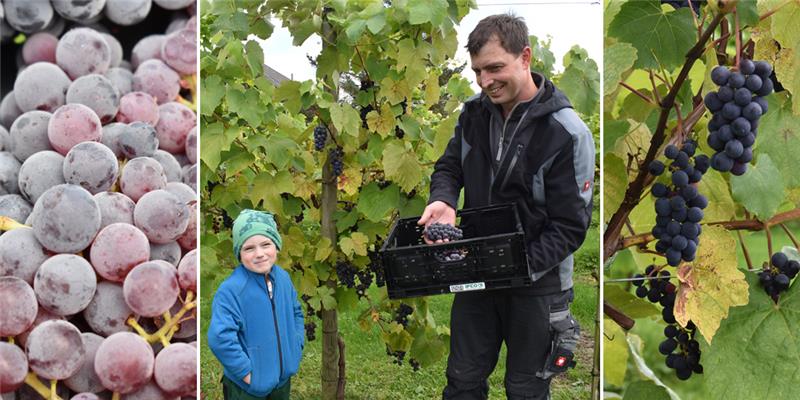 Bio-Obstbauer Jochen Schacht erntet mit seinem Sohn Bennek die Tafeltrauben der Sorte Venus. Foto: Vasel