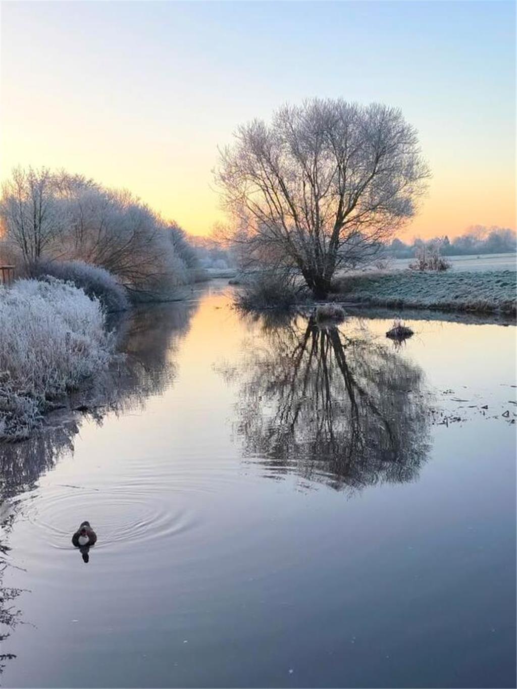 Birgit Feltrup war mit ihren Boder Collies am Morgen an der Horsterbeek in Himme...