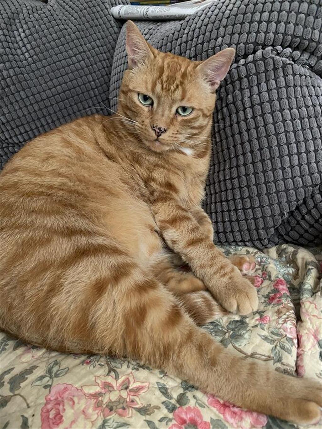 Birgit Horstmann schreibt: "Das ist unser roter Kater Bertie. Er ist 11 Jahre al...