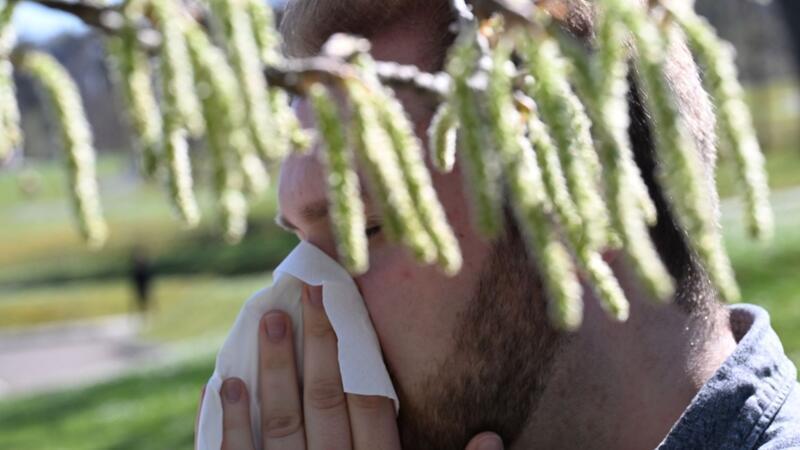 Birkenpollen sind nun auf dem Saisonhöhepunkt. (Symbolbild)