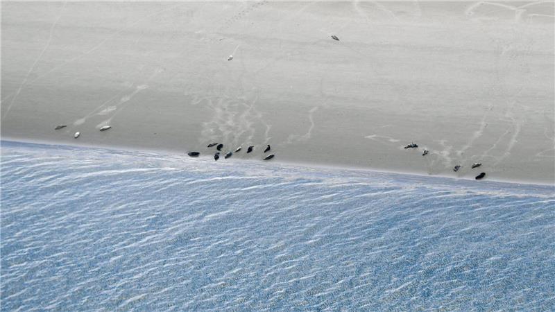 Flug zwischen Watt und Wolken – so werden Seehunde gezählt Bis 1974 durften Seehunde im niedersächsischen Wattenmeer gejagt werden.