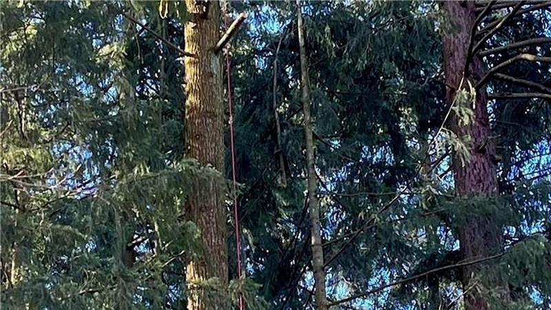 Darum reist ein Maibaum derzeit quer durch Deutschland Bis Montagmorgen stand die Douglasie, die jetzt auf dem Weg in den Norden ist, noch im Schwarzwald. Foto: privat
