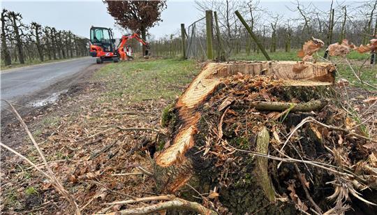 Bis Sommer soll hier statt Wiese und Stümpfen ein kombinierter Geh- und Radweg entstehen.