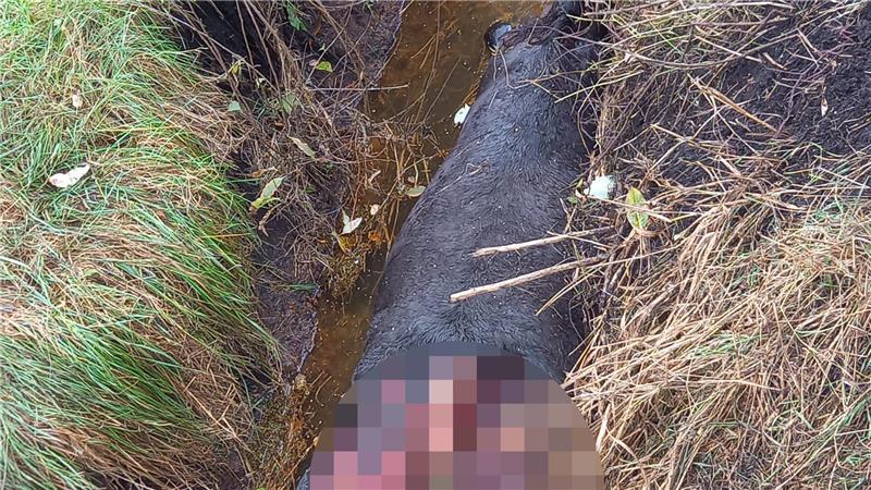 Bis auf die Knochen haben die Wölfe das Pferd abgenagt.