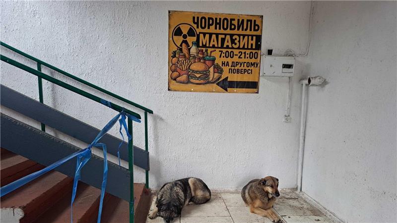 Bis heute gibt es in Tschernobyl eine Population von Straßenhunden. 