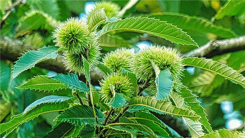 Bis in den frühen Herbst reifen Kastanien in den kräftigen, stacheligen Fruchtschalen heran.
