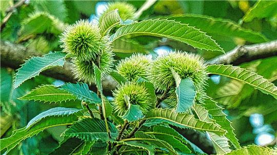 Bis in den frühen Herbst reifen Kastanien in den kräftigen, stacheligen Fruchtschalen heran.