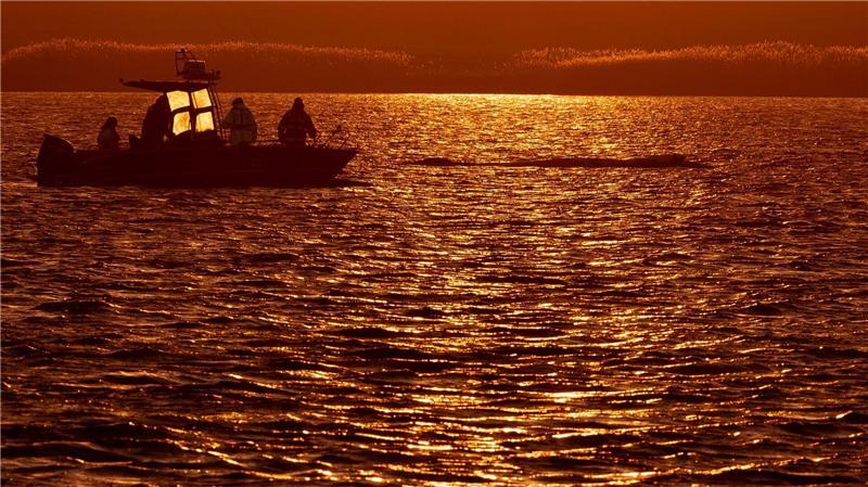 Bis in die Abendstunden arbeiteten die Helfer am Wal.