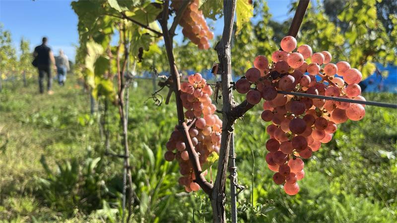 2400 Reben: Wie Freunde den Weinbau auf die Geest holen Bis kurz vor der Ernte reiften die Trauben in der Sonne.