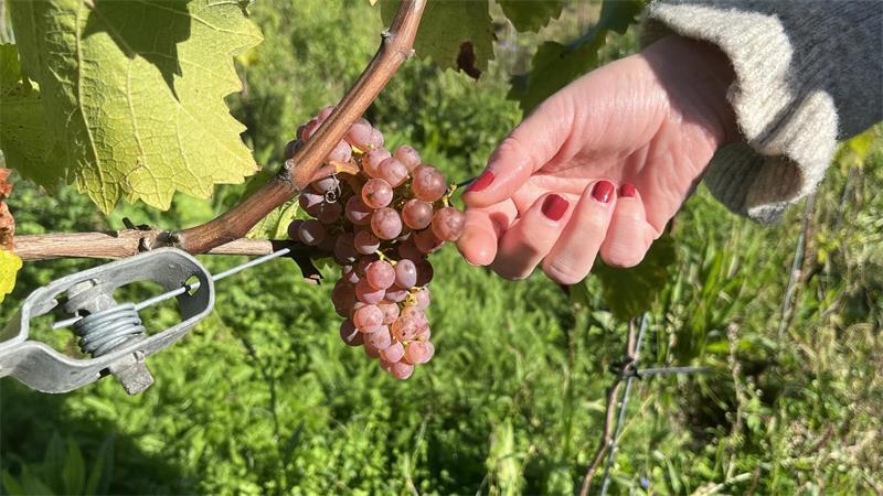 2400 Reben: Wie Freunde den Weinbau auf die Geest holen Bis kurz vor der Ernte reiften die Trauben in der Sonne.