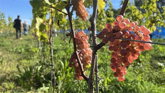 Bis kurz vor der Ernte reiften die Trauben in der Sonne.