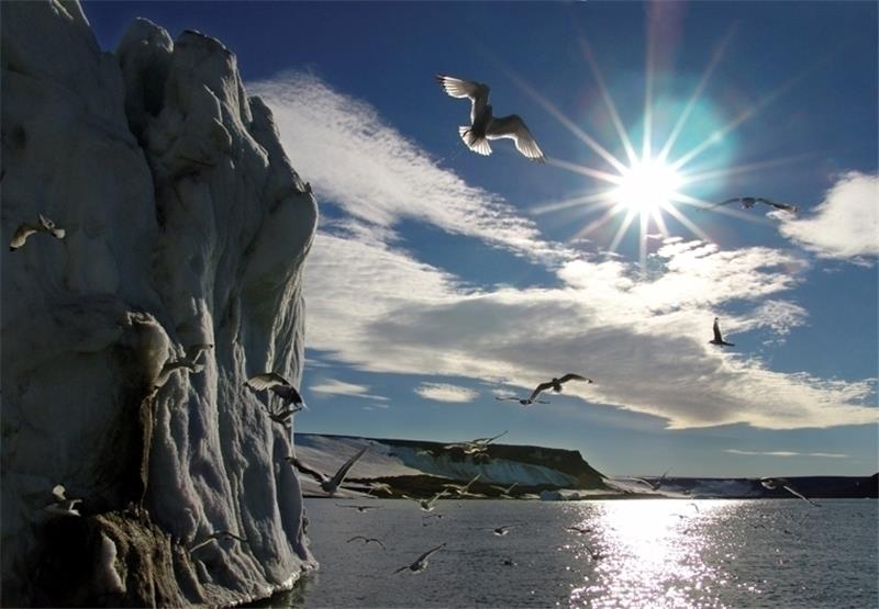 Bis zu 60 Meter hohe Vogelfelsen in der Arktis. Foto Peter von Sassen