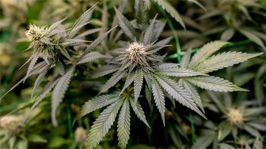 Bis zu drei Pflanzen Cannabis dürfen in Privatwohnungen angebaut werden. (Symbolfoto) 