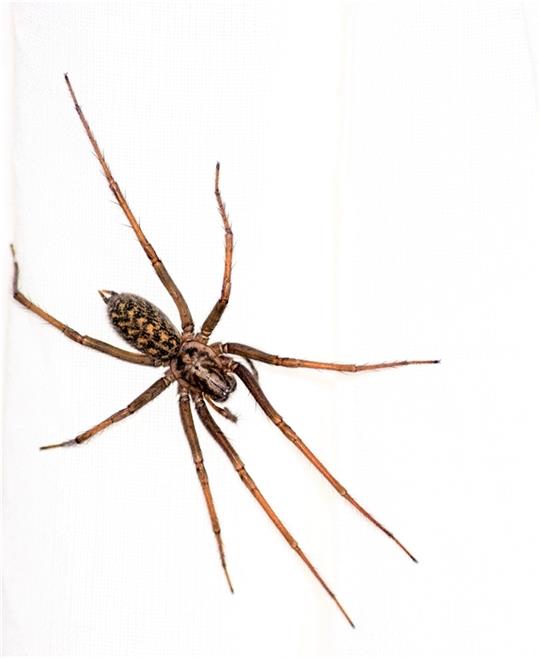 Bis zu neun Zentimeter groß wird die Winkelspinne. Foto: Paulin