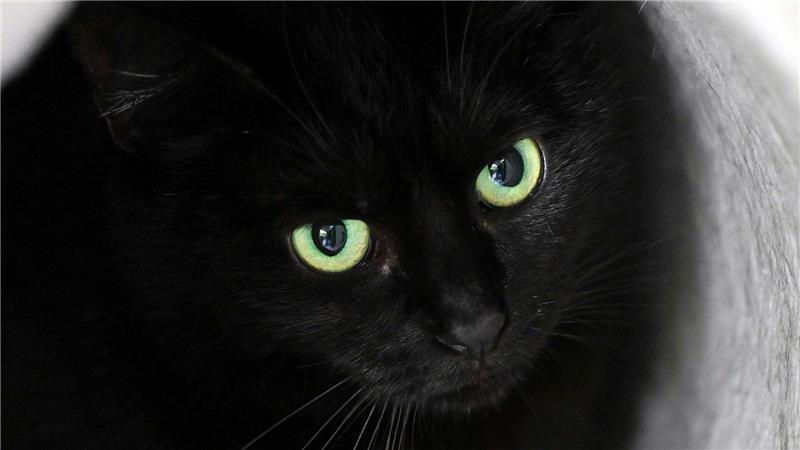 Stadt verbietet rund um Halloween Adoption schwarzer Katzen Bis zum 1. November dürfen im städtischen Tierheim der katalanischen Gemeinde keine schwarzen Katzen vermittelt werden. (Symbolbild)